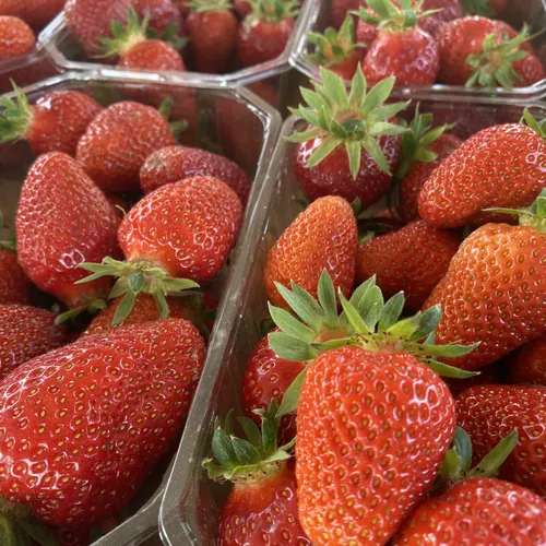 Où cueillir des fraises en Alsace ?