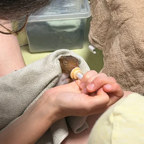 Le centre de soins de la LPO Alsace débordé l'été