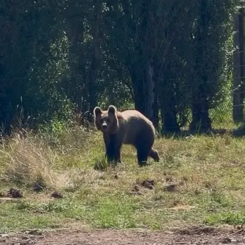 Rencontre avec les jeunes ours du Parc de Sainte-Croix