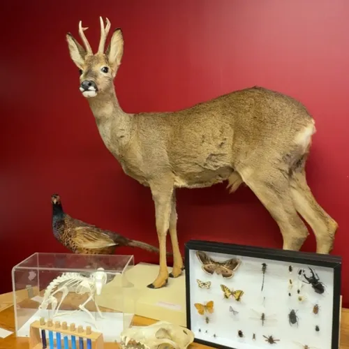 Le musée d'Histoire Naturelle de Lille devient "Mini Museum" à Moulins