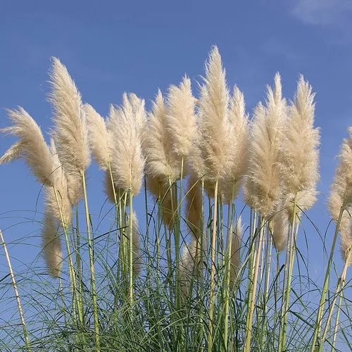 Certaines plantes sont interdites dans votre jardin !