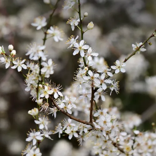 Atmo lance son indice pollen