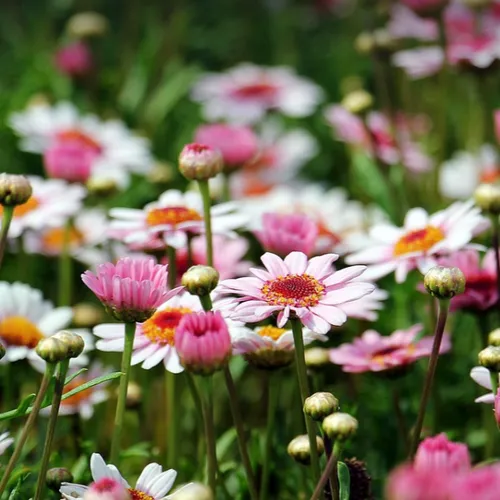 Peut-on cueillir fleurs et plantes dans l'espace public ? 