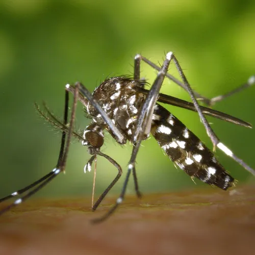 L'ARS lance une campagne de prévention contre le moustique tigre.