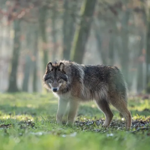 Direction le Domaine des Grottes de Han pour les vacances !