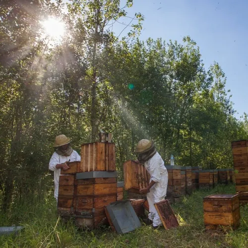 Les Hauts-de-France, terre de miel