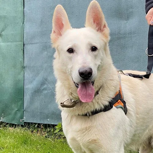La SPA de Saint-Omer recherche des bénévoles pour encadrer le club...