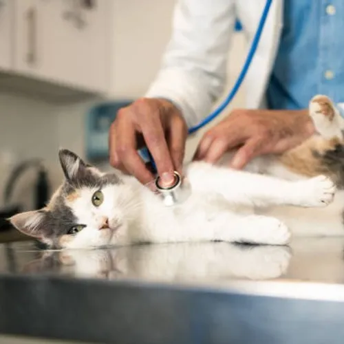 Le cabinet Happy Vet à Lille propose des tarifs solidaires