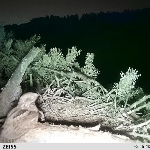 engoulevent d'Europe