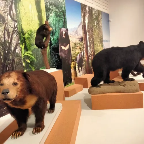 Exposition Ours entre mythes et réalités