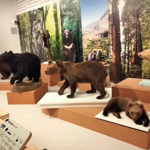 Exposition Ours entre mythes et réalités