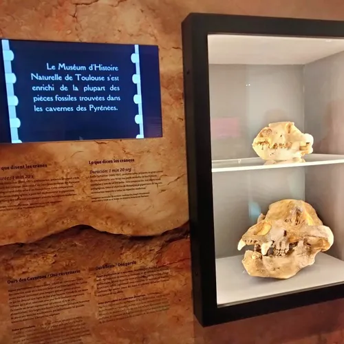 Exposition Ours entre mythes et réalités