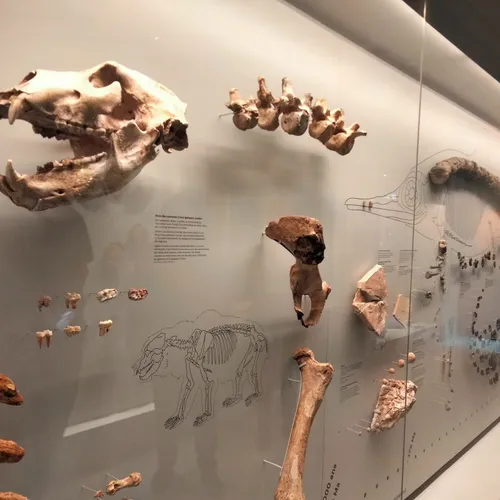 Exposition Ours entre mythes et réalités