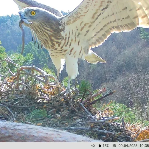 circaète Jean-le-Blanc