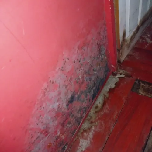 Des moisissures dans la partie inhabitable de l'appartement d'Arnaud Dauvé