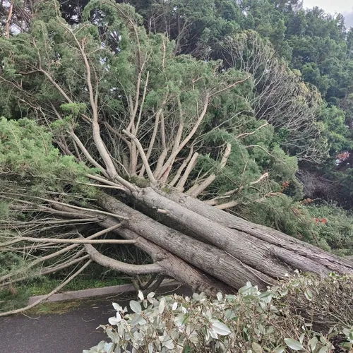 Les dégâts de la tempête Ciaran dans le département de Loire-Atlantique