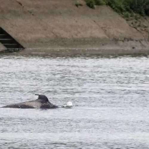 [PODCAST] Orque dans la Seine : de la surprise à l’émotion