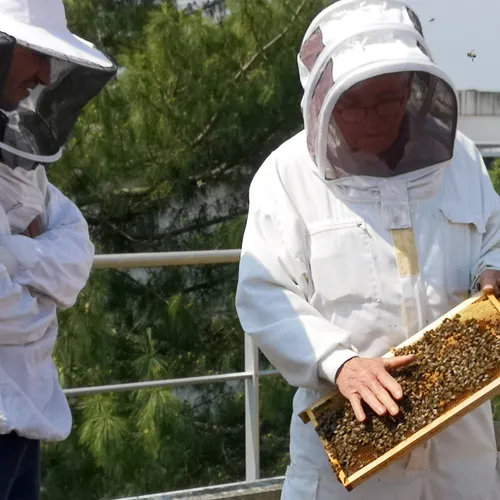 [PODCAST] Les pesticides tueurs d’abeilles bannis des cultures