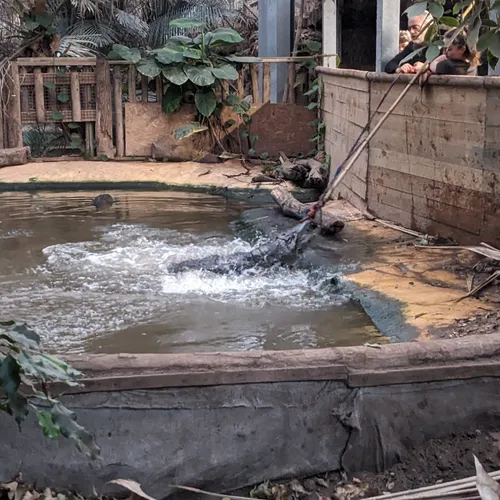 Une capture exceptionnelle à Biotropica