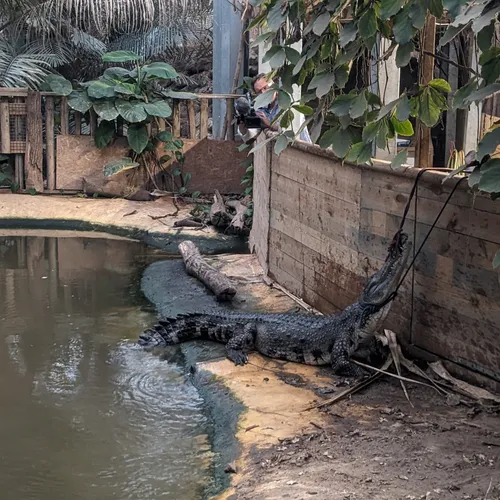 Une capture exceptionnelle à Biotropica