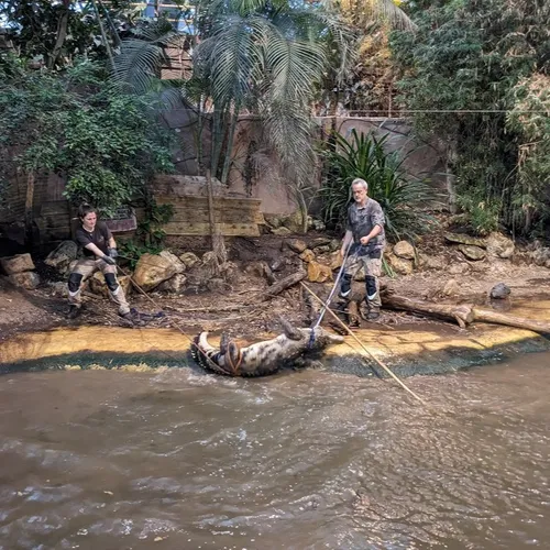 Une capture exceptionnelle à Biotropica