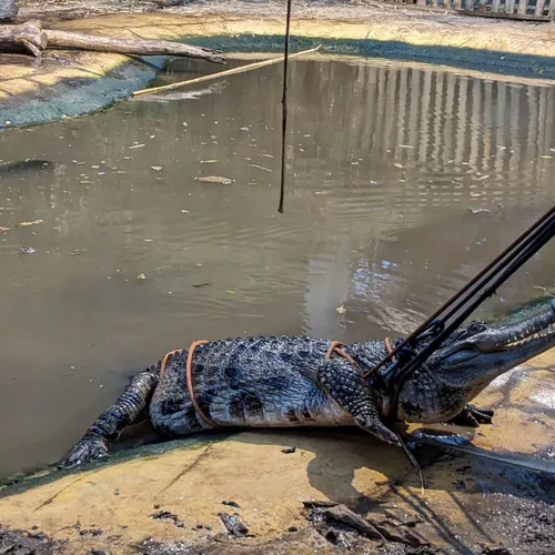 Une capture exceptionnelle à Biotropica
