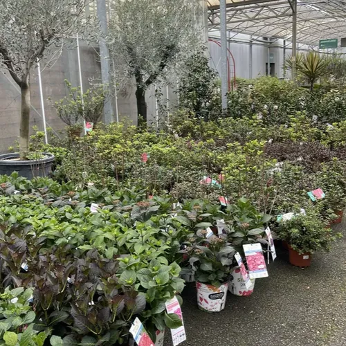 [PODCAST] Nos jardins face au défi de la sécheresse