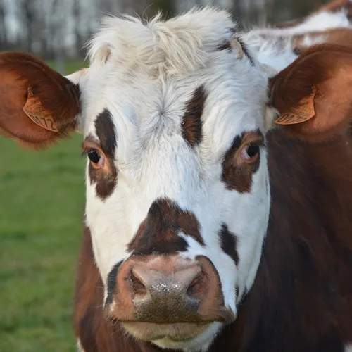 [PODCAST] La Normandie présente au Salon International de...