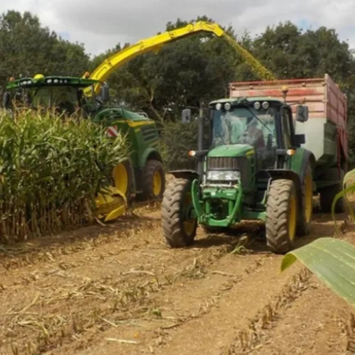 La récolte du maïs