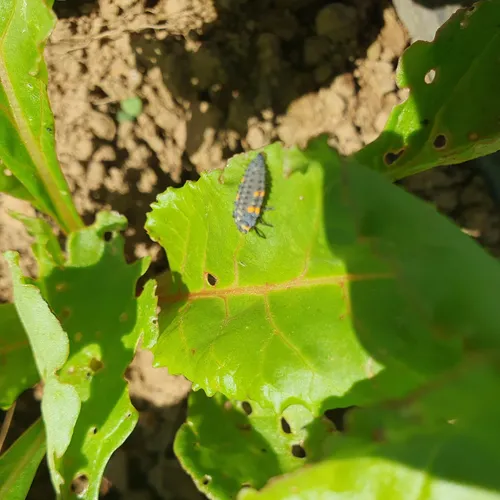 La larve de coccinelle, une amie !!