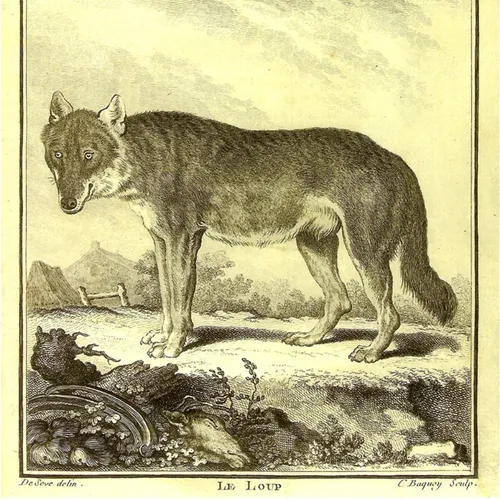 La chasse aux loups dans le bocage bressuirais au 18ème siècle