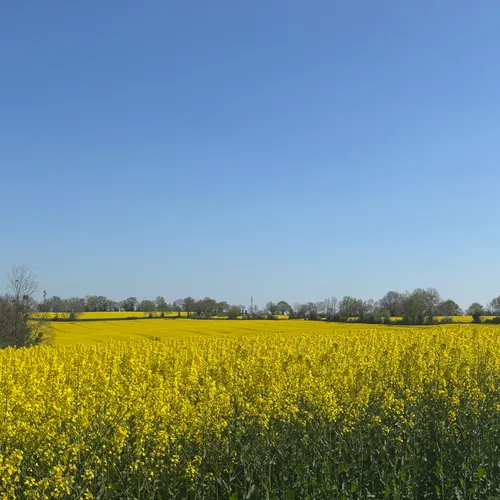 Le soleil et les colzas