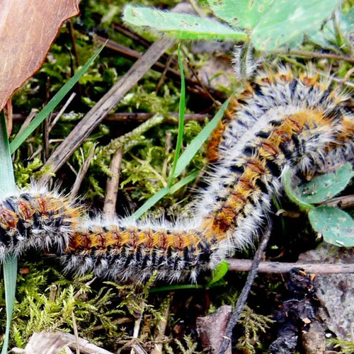 JOURNAL DU VENDREDI 10 JANVIER ( SOIR )