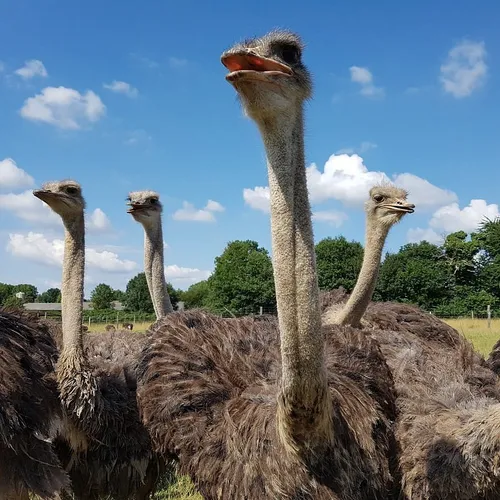 JOURNAL DU VENDREDI 16 AOÛT ( MIDI )