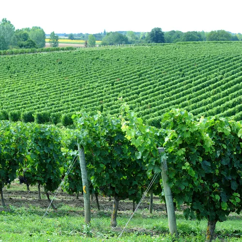 JOURNAL DU JEUDI 21 AOÛT ( MIDI )