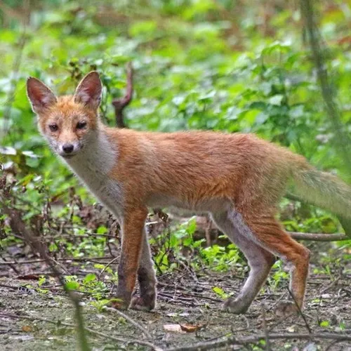 JOURNAL DU SAMEDI 15 JANVIER