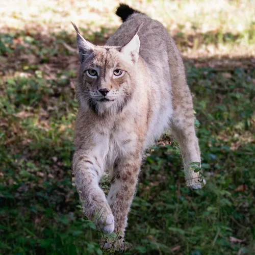 Journal du lundi 06 février (midi)