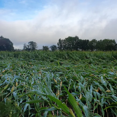 Les maïs sont couchés