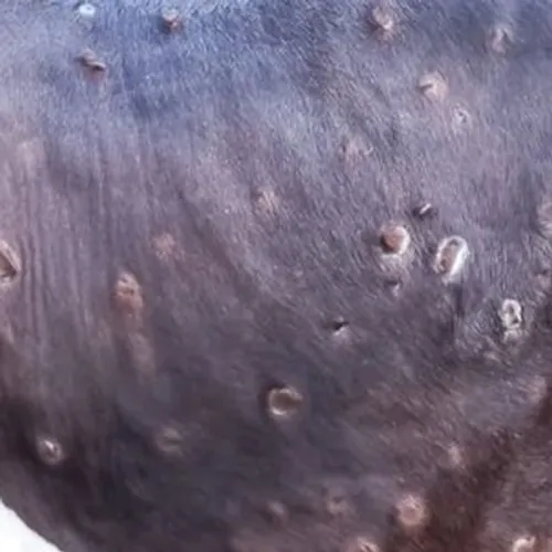 La dermatose nodulaire source de colère agricole