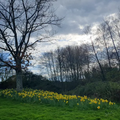 La jonquille fait le printemps