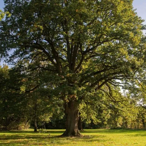 Le chêne, arbre monde