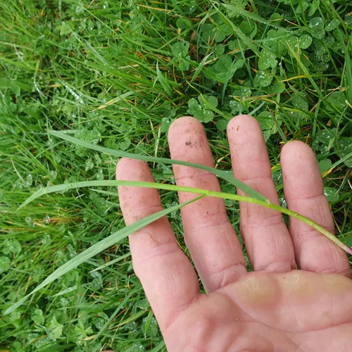 L'herbe au ralenti ! 