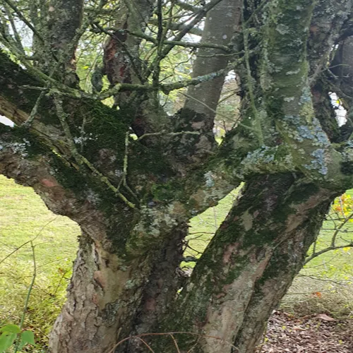 Mousses et lichens de nos campagnes