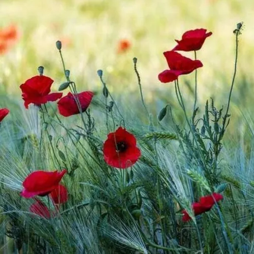 Jolis les poppys !