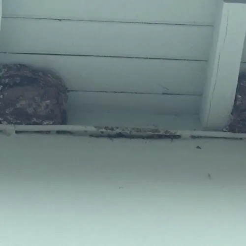 LES HIRONDELLES FONT LE FOIN