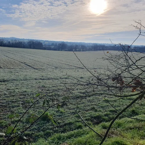 Les céréales face au gel