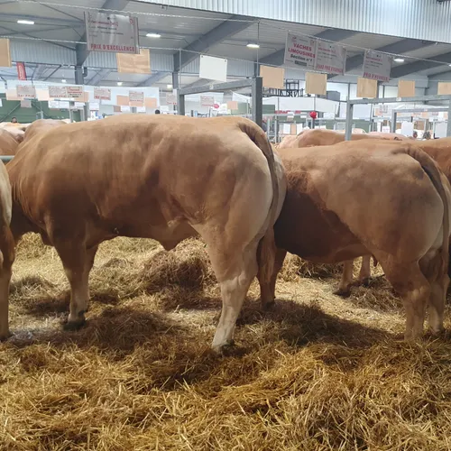La Limousine évolue avec son concours