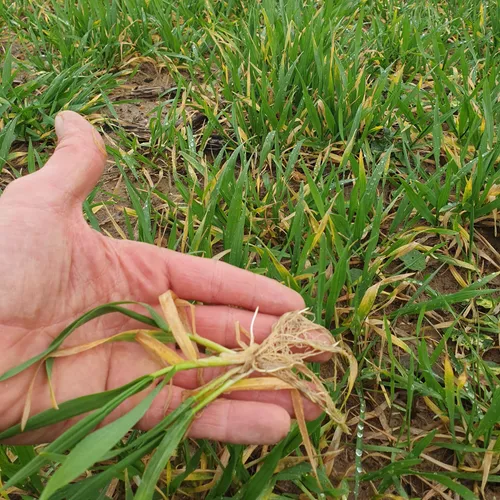 Les racines sous l'eau