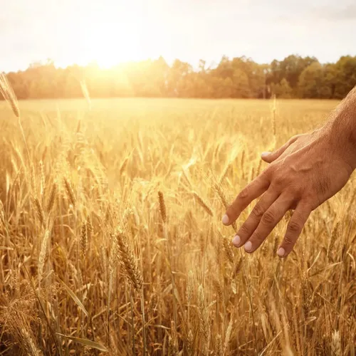 Le temps de la récolte est arrivé !