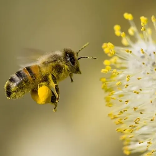 Les abeilles, entre liberté et firme semencière